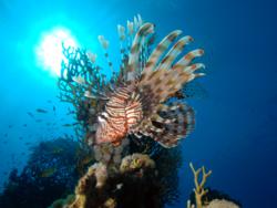 Camel Dive Club - Lionfish